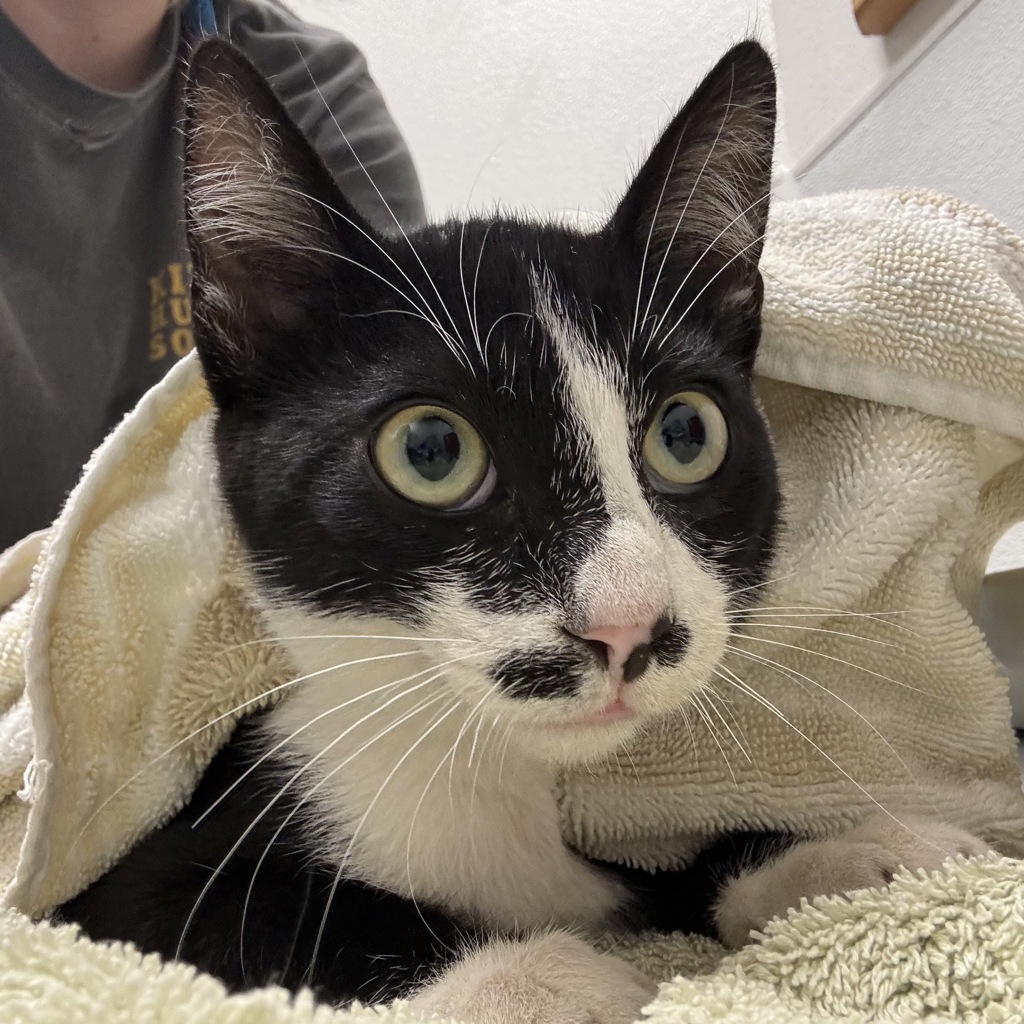 Shelter Stray Male Cat last seen Fir Wood Heights Lane, BELFAIR, WA, 98528, 9167 Dickey Rd NW, Silverdale, WA 98383, USA