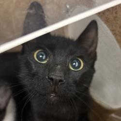 Shelter Stray Male Cat last seen Fir Wood Heights Lane, BELFAIR, WA, 98528, 9167 Dickey Rd NW, Silverdale, WA 98383, USA