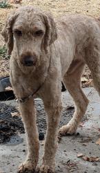 Reunited Male Dog last seen Ethel, Nampa, ID 83687