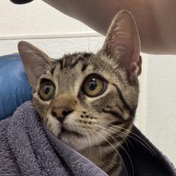 Shelter Stray Female Cat last seen Fir Wood Heights Lane, BELFAIR, WA, 98528, 9167 Dickey Rd NW, Silverdale, WA 98383, USA