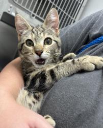 Shelter Stray Female Cat last seen Sedgwick Road, Port Orchard, WA, 98366, 9167 Dickey Rd NW, Silverdale, WA 98383, USA