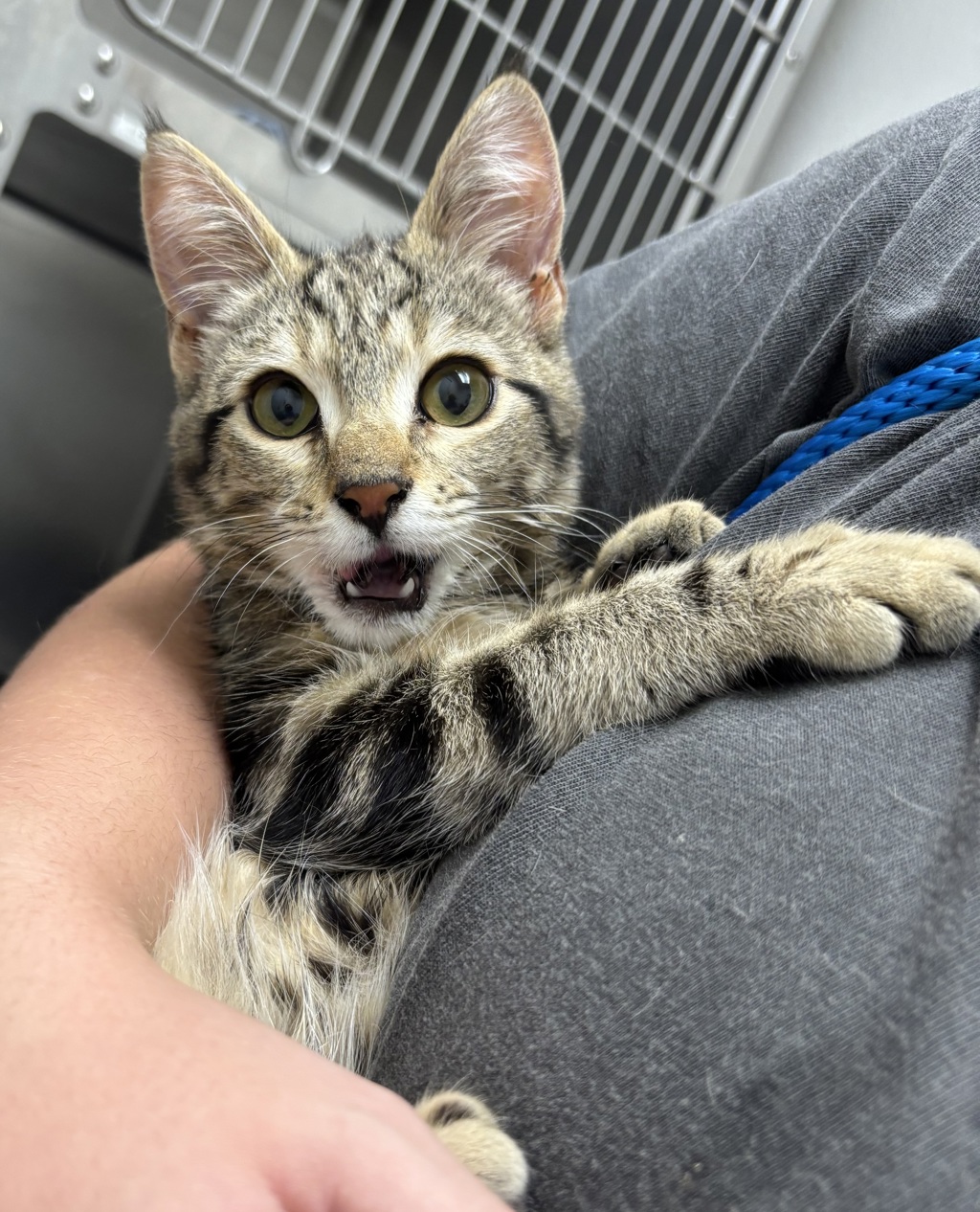 Shelter Stray Female Cat last seen Sedgwick Road, Port Orchard, WA, 98366, 9167 Dickey Rd NW, Silverdale, WA 98383, USA