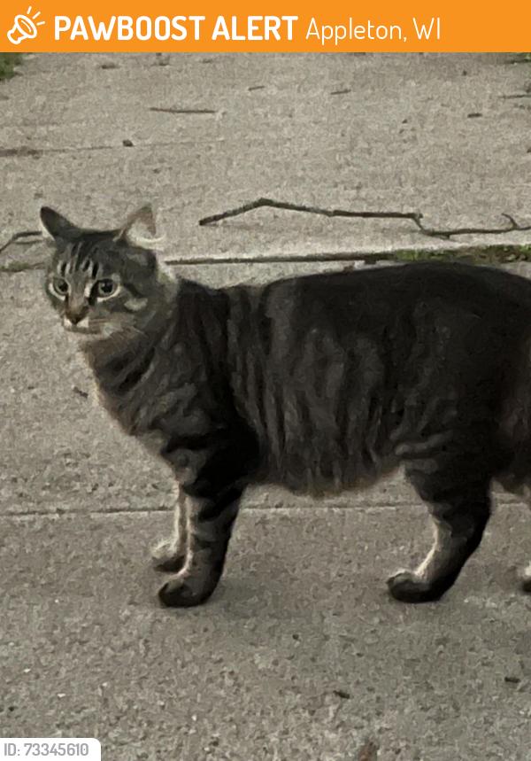 Found/Stray Unknown Cat last seen Corner of Monroe and McKinley st, Appleton, WI 54915