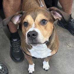Shelter Stray Male Dog last seen , 3607 N Armenia Ave, Tampa, FL 33607, USA