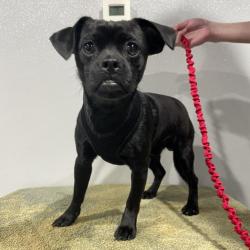 Shelter Stray Male Dog last seen , 3607 N Armenia Ave, Tampa, FL 33607, USA