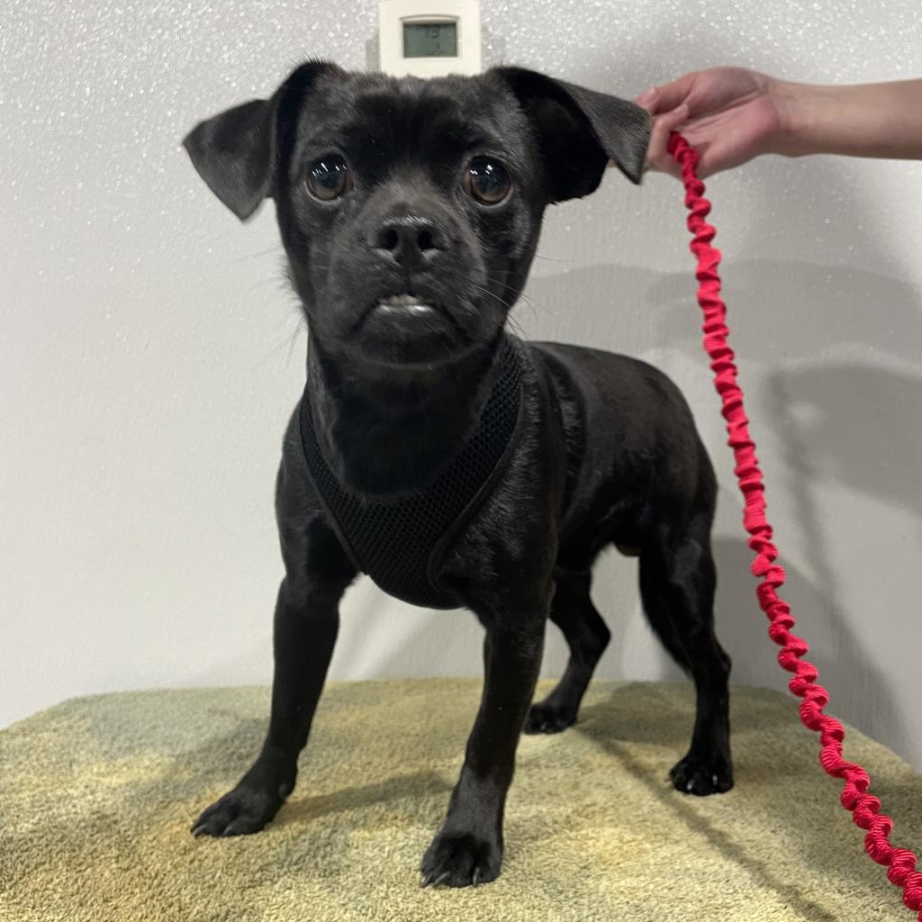 Shelter Stray Male Dog last seen , 3607 N Armenia Ave, Tampa, FL 33607, USA