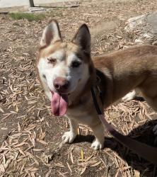 Shelter Stray Male Dog last seen Near Surfbird Lane, Imperial Beach, CA, 91932, 5500 Gaines St, San Diego, CA 92110, USA