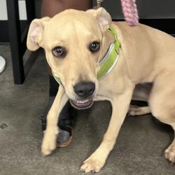 Shelter Stray Female Dog last seen , 3607 N Armenia Ave, Tampa, FL 33607, USA
