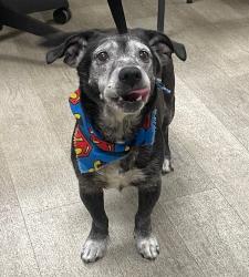 Shelter Stray Male Dog last seen Chanute Street, San Diego, CA, 92154, 5500 Gaines St, San Diego, CA 92110, USA