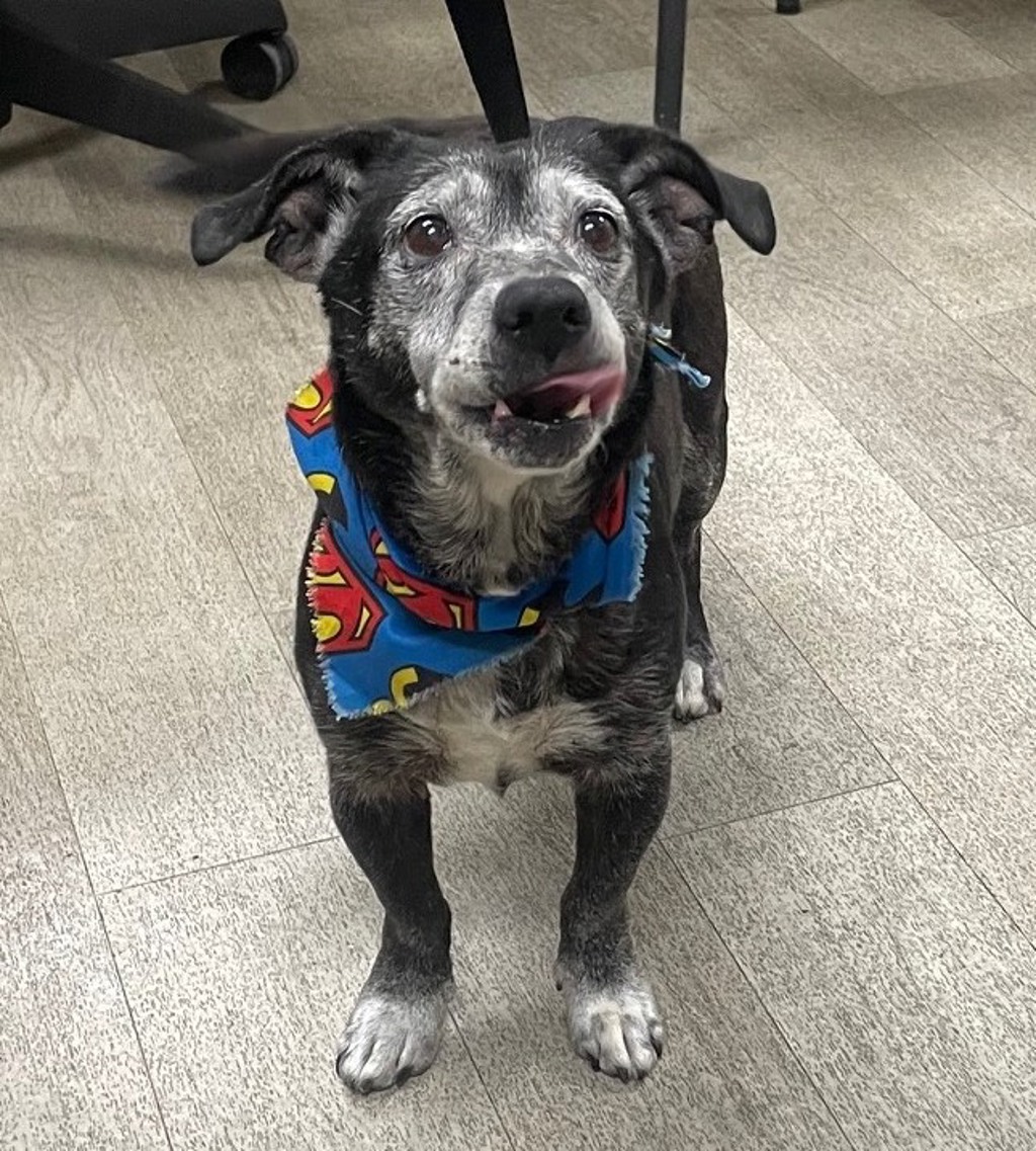 Shelter Stray Male Dog last seen Chanute Street, San Diego, CA, 92154, 5500 Gaines St, San Diego, CA 92110, USA