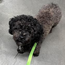 Shelter Stray Male Dog last seen , 3607 N Armenia Ave, Tampa, FL 33607, USA