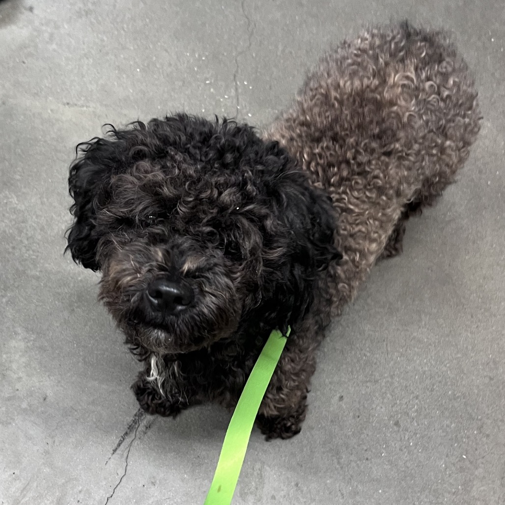 Shelter Stray Male Dog last seen , 3607 N Armenia Ave, Tampa, FL 33607, USA