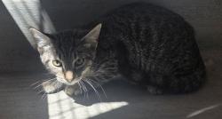 Shelter Stray Male Cat last seen Near Lee Court, San Diego, CA, 92101, 5500 Gaines St, San Diego, CA 92110, USA