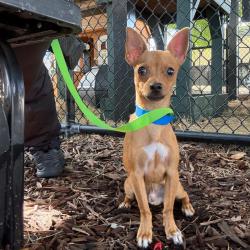 Shelter Stray Male Dog last seen , 3607 N Armenia Ave, Tampa, FL 33607, USA