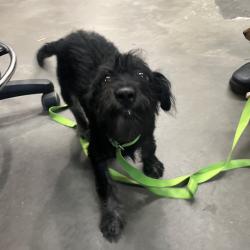 Shelter Stray Male Dog last seen , 3607 N Armenia Ave, Tampa, FL 33607, USA