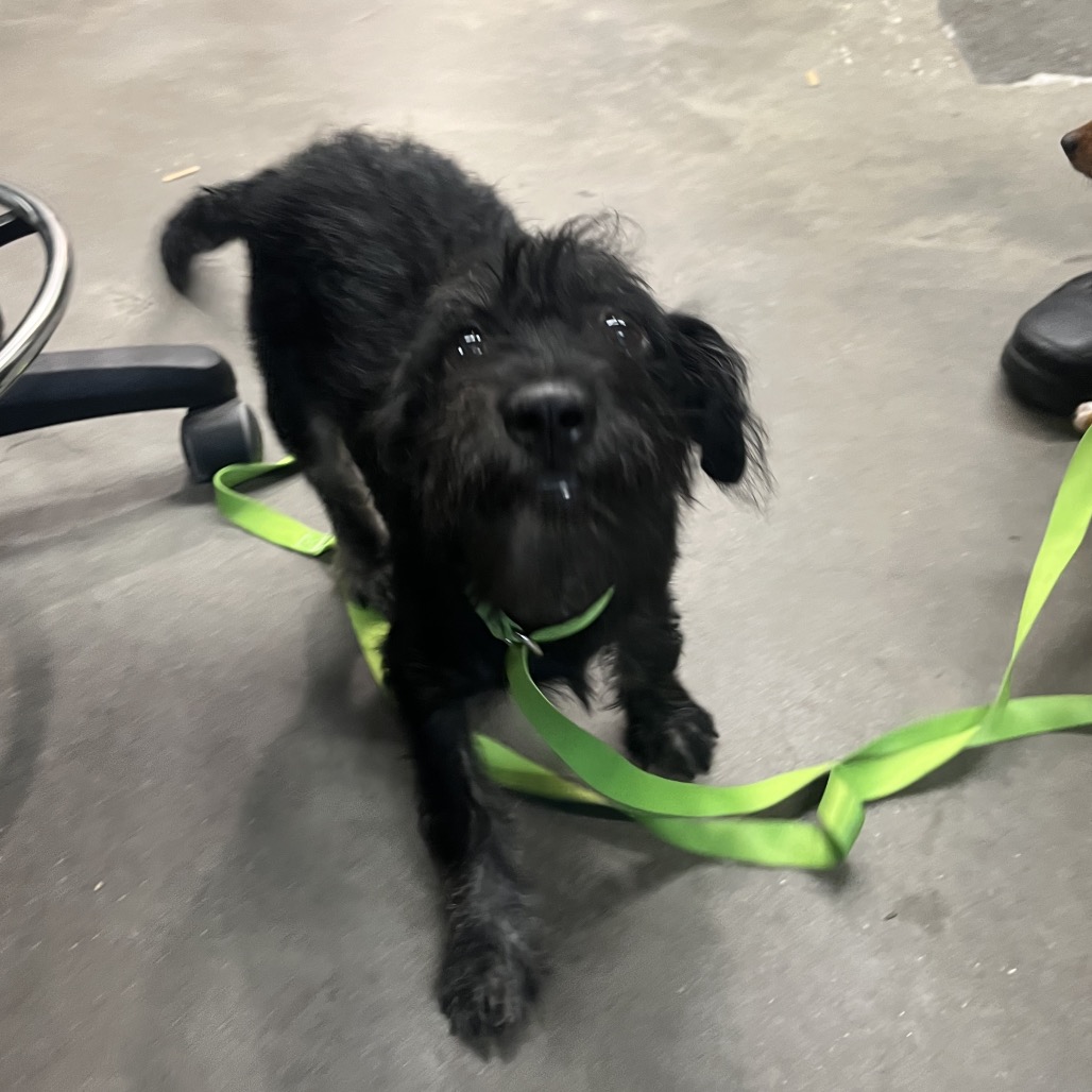 Shelter Stray Male Dog last seen , 3607 N Armenia Ave, Tampa, FL 33607, USA