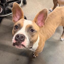 Shelter Stray Female Dog last seen , 3607 N Armenia Ave, Tampa, FL 33607, USA
