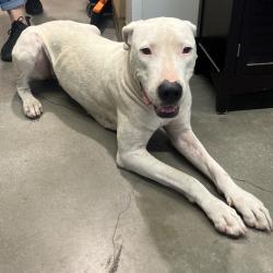 Shelter Stray Female Dog last seen , 3607 N Armenia Ave, Tampa, FL 33607, USA