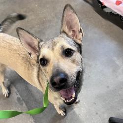 Shelter Stray Female Dog last seen , 3607 N Armenia Ave, Tampa, FL 33607, USA