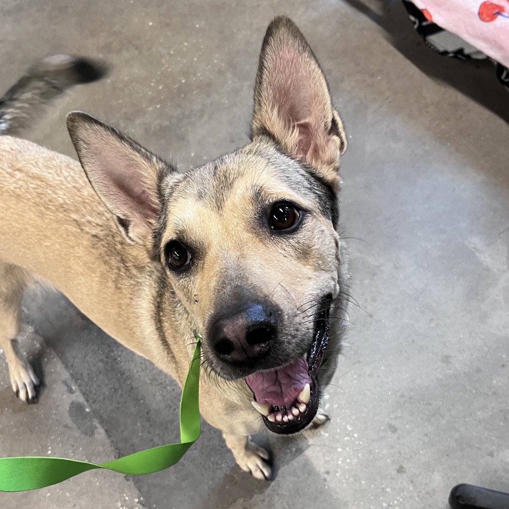 Shelter Stray Female Dog last seen , 3607 N Armenia Ave, Tampa, FL 33607, USA