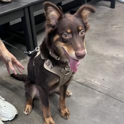 Shelter Stray Male Dog last seen , 3607 N Armenia Ave, Tampa, FL 33607, USA