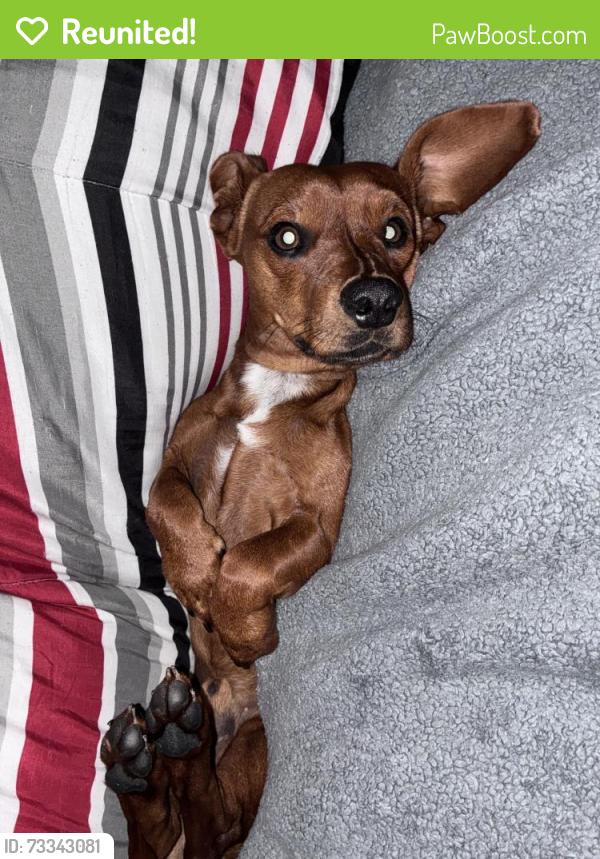 Reunited Male Dog last seen South park beaumont Tx, Beaumont, TX 77705