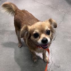 Shelter Stray Female Dog last seen , 3607 N Armenia Ave, Tampa, FL 33607, USA