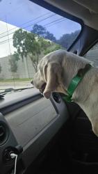 Reunited Female Dog last seen west davie, Davie, FL 33330