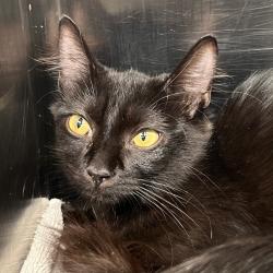 Shelter Stray Male Cat last seen , 4575 E Mesquite Ave, Palm Springs, CA 92264, USA