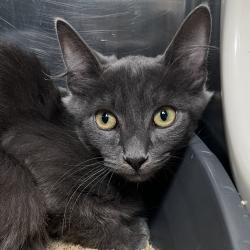 Shelter Stray Male Cat last seen , 4575 E Mesquite Ave, Palm Springs, CA 92264, USA