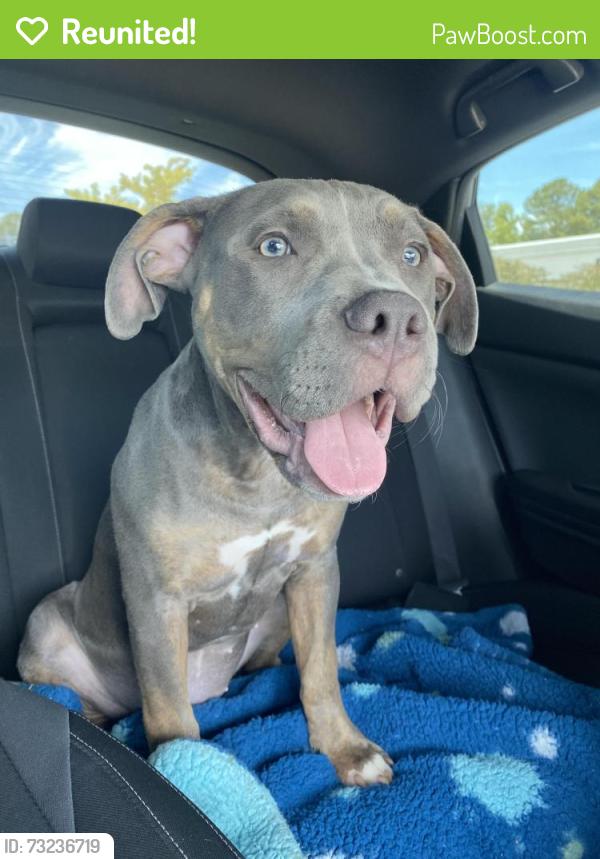 Reunited Female Dog last seen Wilsons Mills Rd Smithfield Nc, Smithfield, NC 27577