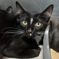 Shelter Stray Male Cat last seen , 4575 E Mesquite Ave, Palm Springs, CA 92264, USA