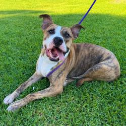 Shelter Stray Male Dog last seen , 361 S Raymond Ave, Pasadena, CA 91105, USA