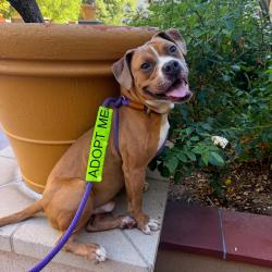 Shelter Stray Male Dog last seen , 361 S Raymond Ave, Pasadena, CA 91105, USA