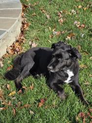 Reunited Male Dog last seen Moody Town, Bumpass, VA 23024