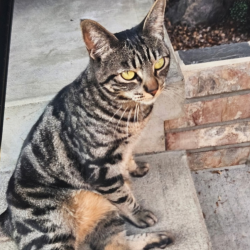 Shelter Stray Female Cat last seen , 2608 Center St, Tacoma, WA 98409, USA
