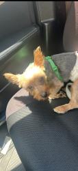 Lost Male Dog last seen Between 260 and president ave, Los Angeles, CA 90710