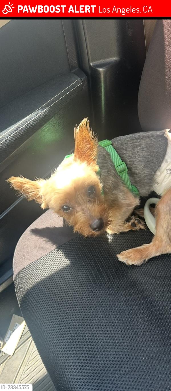 Lost Male Dog last seen Between 260 and president ave, Los Angeles, CA 90710