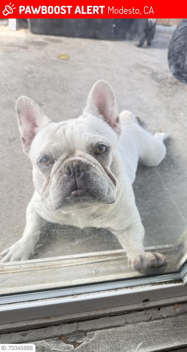 Lost Male Dog last seen Vernon st modesto ca, Modesto, CA 95351