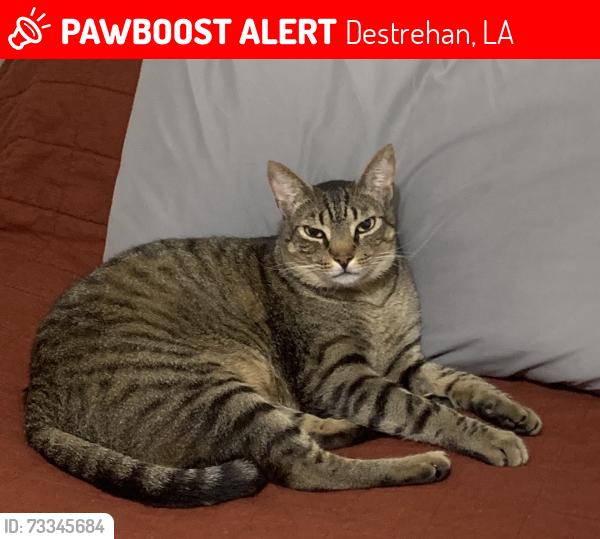 Lost Male Cat last seen Murray hill drive, Destrehan, LA 70047