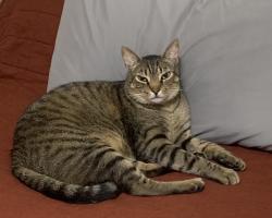 Lost Male Cat last seen Murray hill drive, Destrehan, LA 70047