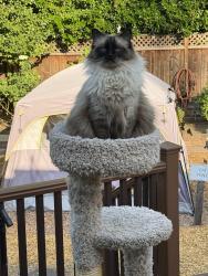Lost Female Cat last seen Near Camino de Los Robles, Menlo Park, CA 94025