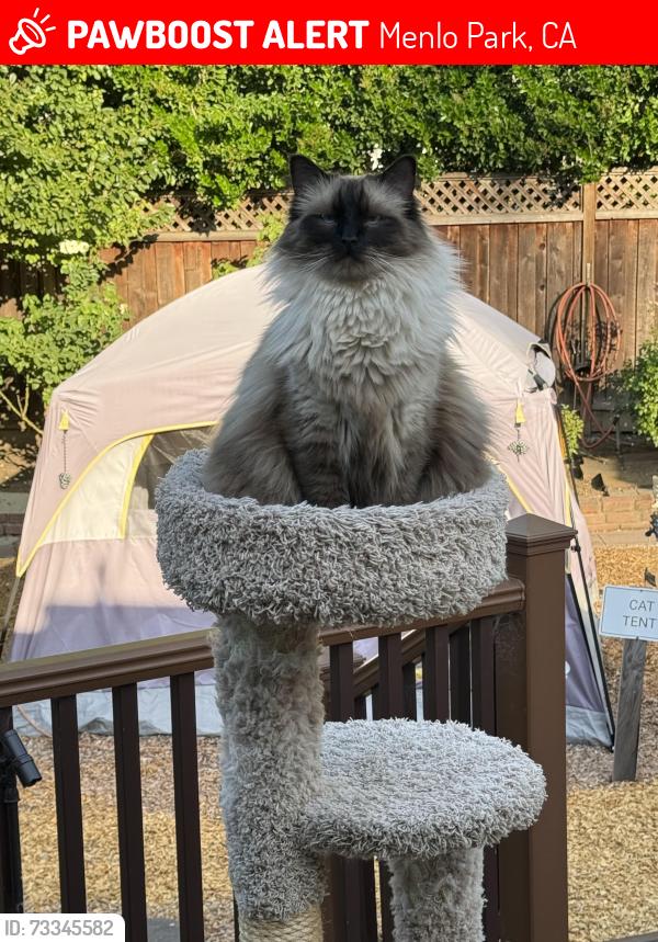Lost Female Cat last seen Near Camino de Los Robles, Menlo Park, CA 94025