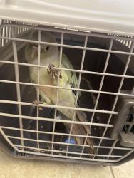 Found/Stray Unknown Bird last seen Beach and Garfield, Huntington Beach, CA 92648