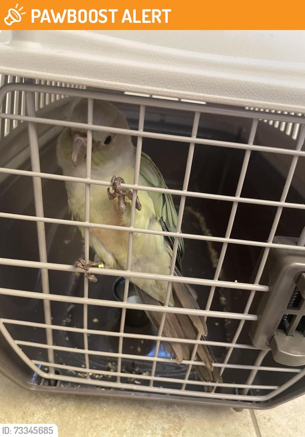 Found/Stray Unknown Bird last seen Beach and Garfield, Huntington Beach, CA 92648