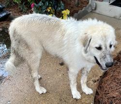 Found/Stray Unknown Dog last seen Near Pelahatchie Dr, behind Kroger off Spillway Rd., Brandon, MS 39047