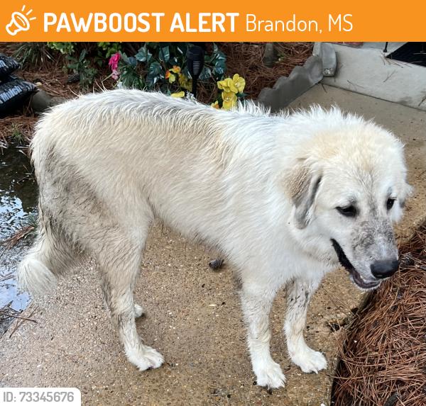 Found/Stray Unknown Dog last seen Near Pelahatchie Dr, behind Kroger off Spillway Rd., Brandon, MS 39047