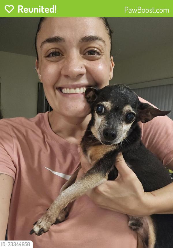 Reunited Male Dog last seen Near ne 172 nd st, North Miami Beach, FL 33162