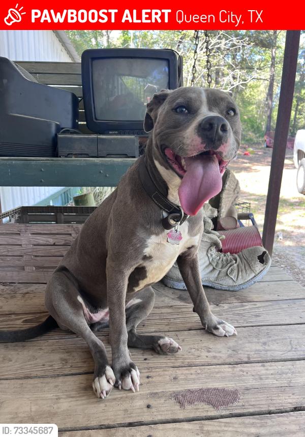 Lost Female Dog last seen Queen City texas, Queen City, TX 75572