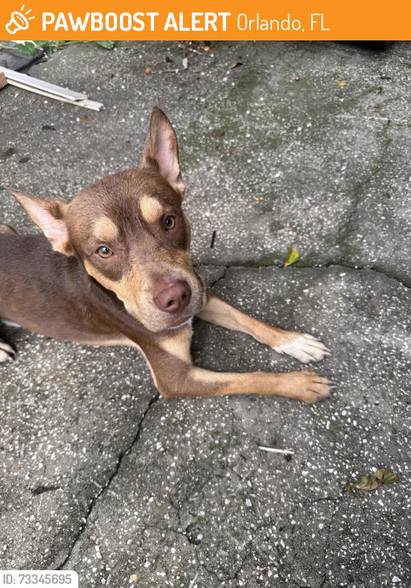 Found/Stray Male Dog last seen Adanson st, Orlando, FL 32804